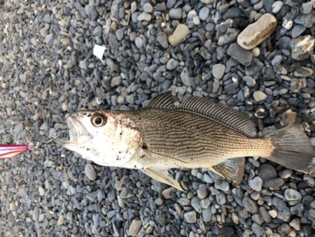 サーフ　ヒラメ狙いで・・・